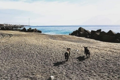 Cani che corrono liberi sulla spiaggia di Ganzirri